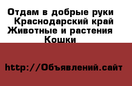Отдам в добрые руки - Краснодарский край Животные и растения » Кошки   